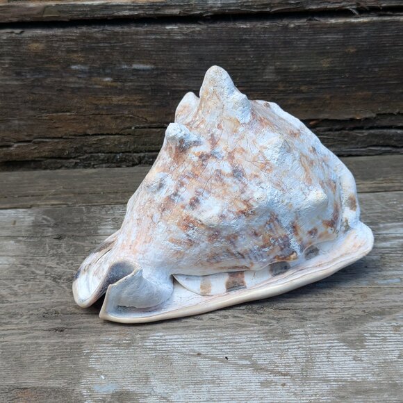 Large natural Horned King Helmet Conch Shell aquarium nautical bathroom decor - Picture 3 of 9